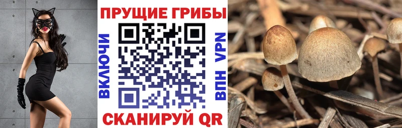Купить где  Щёлкино  Галлюциногенные грибы мицелий 